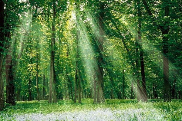 The sun s rays through the crowns of green trees