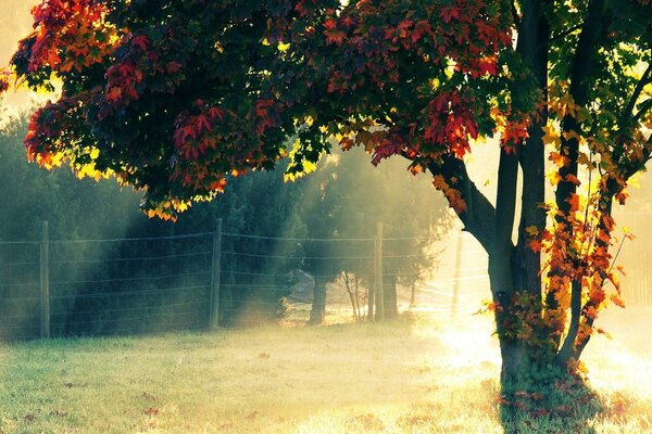 Autumn tree behind a wire fence