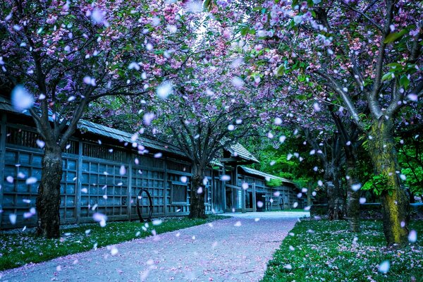 Flowering trees in Japan Park