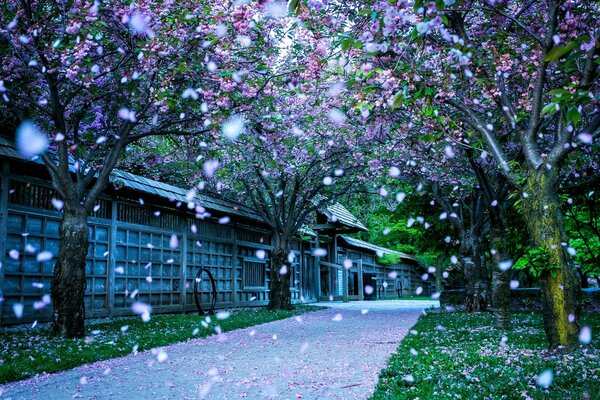 Árboles en flor en el parque de Japón