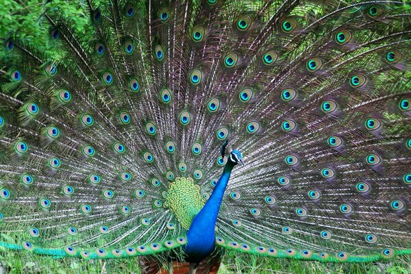 एक खुली मोर पूंछ की एक ज्वलंत तस्वीर