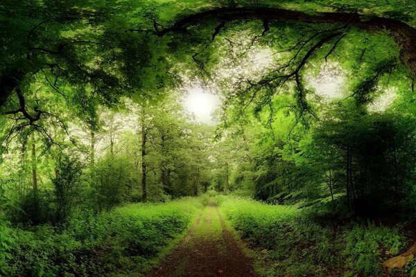 Geheimnisvolle Waldlandschaft mit Wanderweg