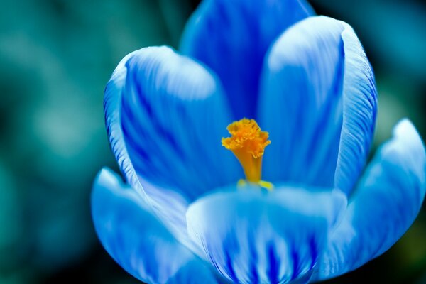 Flor azul de cerca