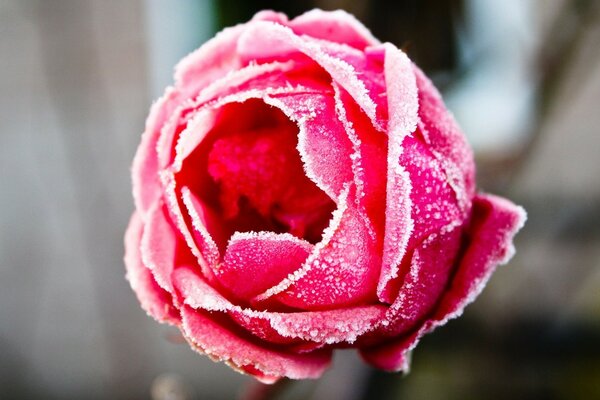 Foto de uma rosa vermelha na geada