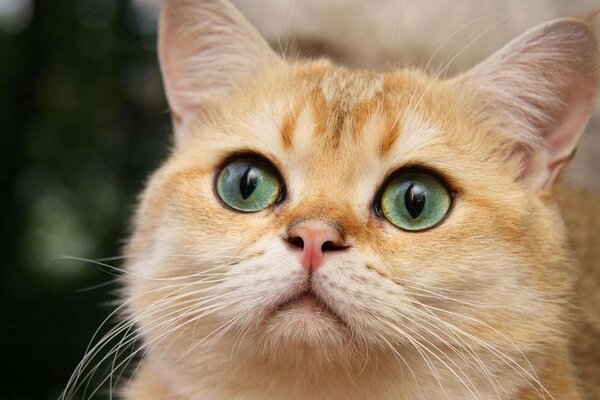 Sehr schöne Katze mit grünen Augen