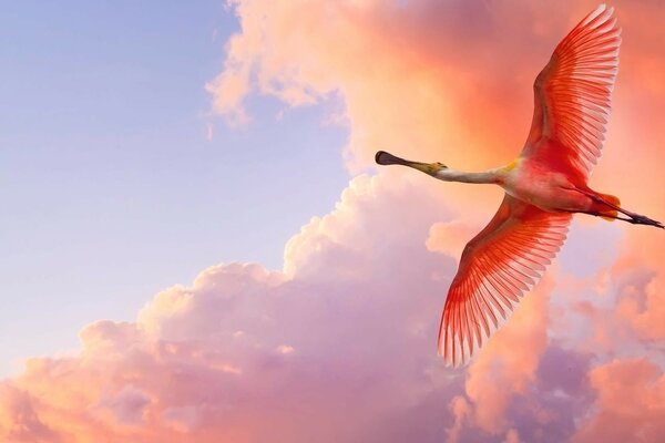 Red bird flying in the sky