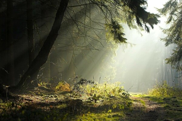 La lumière du soleil se fraye un chemin dans le fourré de la forêt