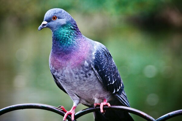 A pigeon is sitting on a metal fence