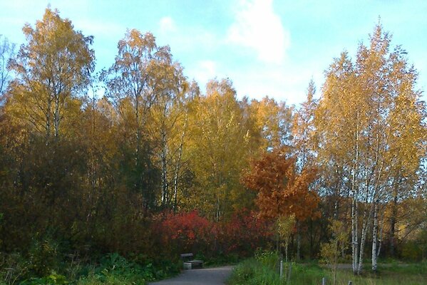 Осінній пейзаж, красиві дерева