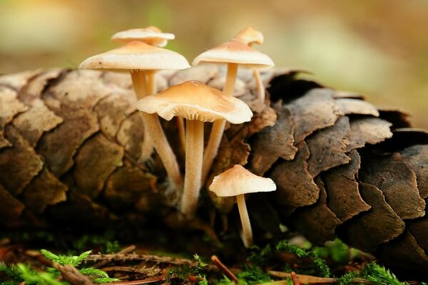 Familie von Pilzen im Herbstwald