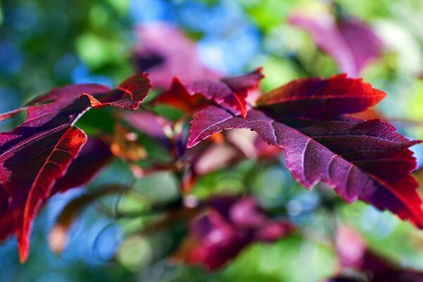 Landscape mood Purple leaves