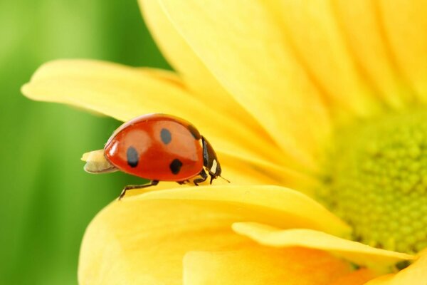 Coccinella su fiore giallo