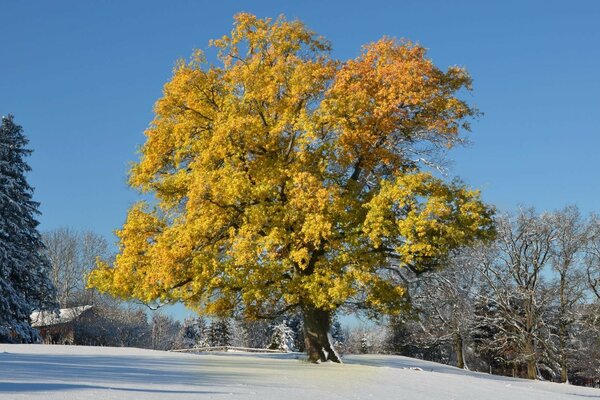 Landscape snow and tree in winter season