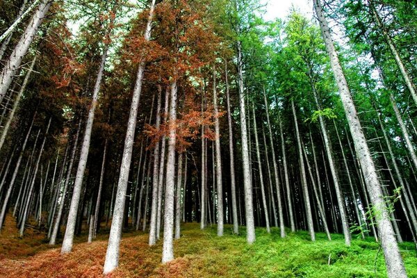 Sommer und Herbst an den Bäumen im Wald