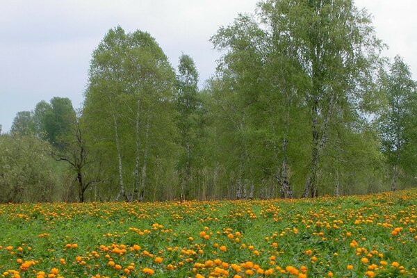 Ein Feld mit orangefarbenen Blumen am Wald