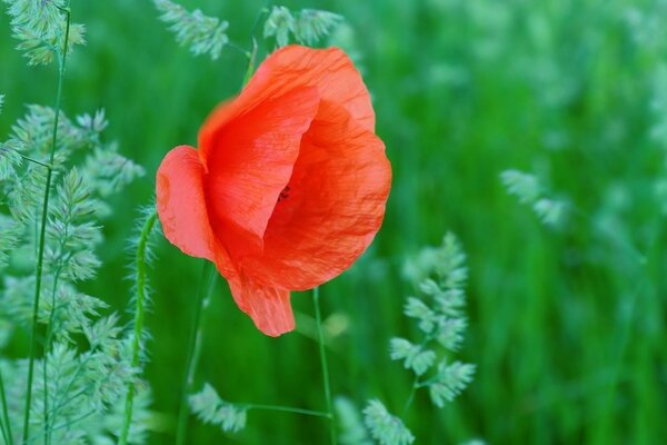 Red flower on a background of green grass