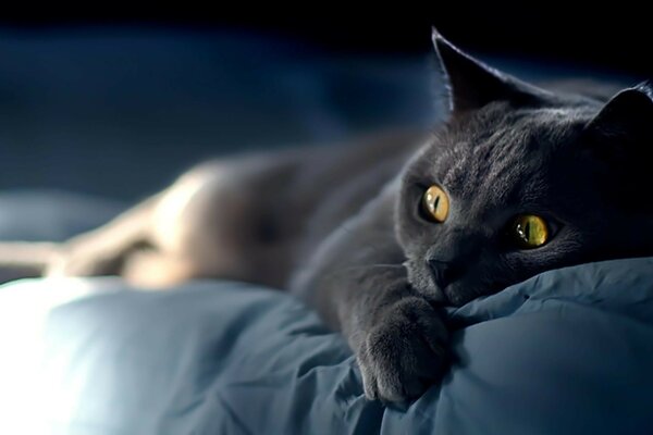 Gato negro con ojos brillantes