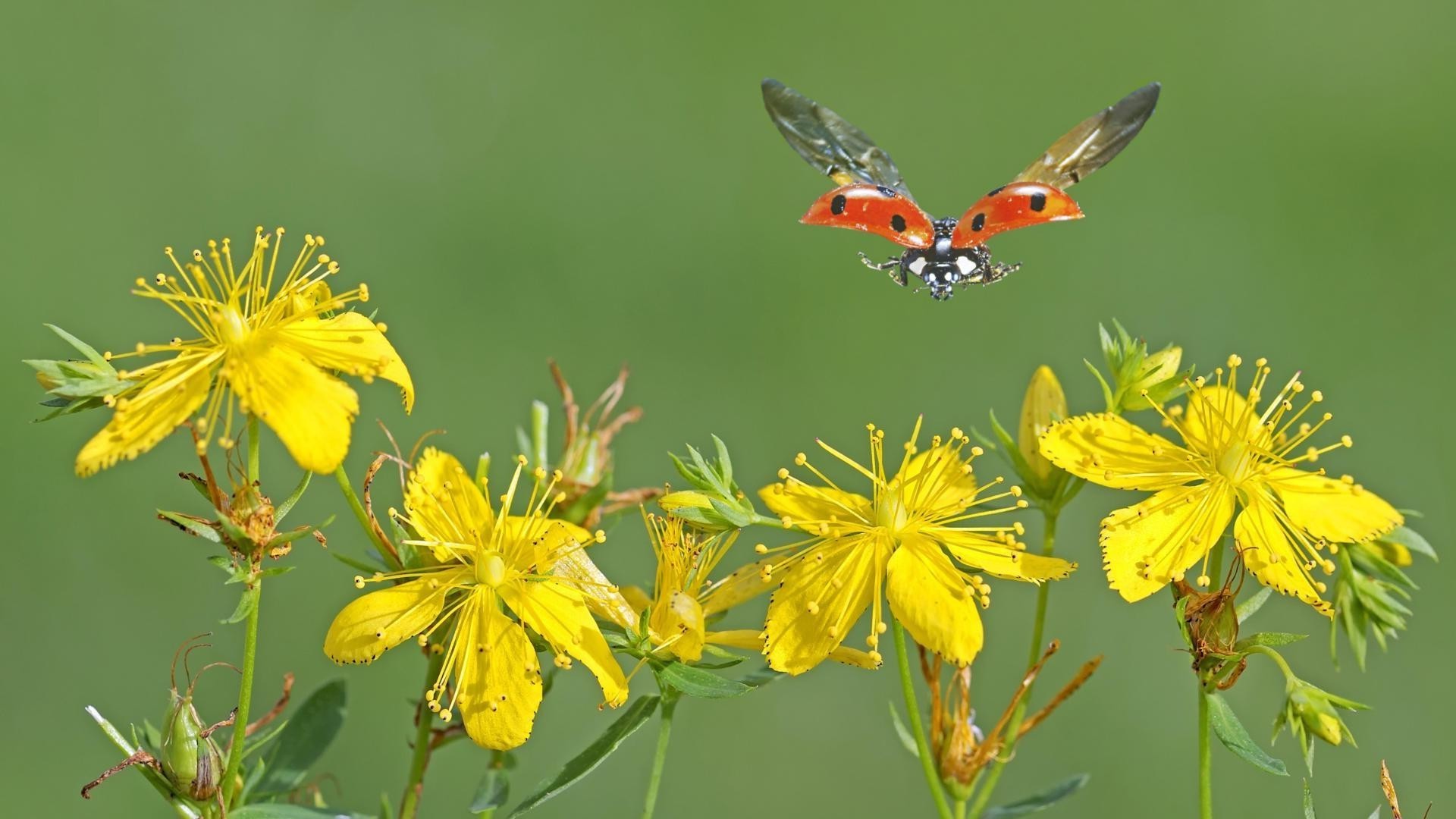 insetti natura fiore all aperto estate flora insetto farfalla foglia selvaggio primo piano luminoso giardino