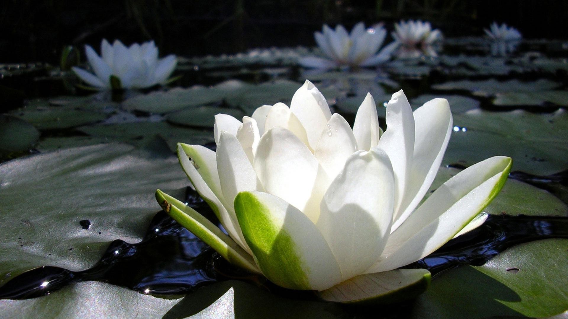 blumen im wasser lotus pool blume lilie blatt natur blühen garten blütenblatt flora zen seerose schwimmen wasser meditation sommer park