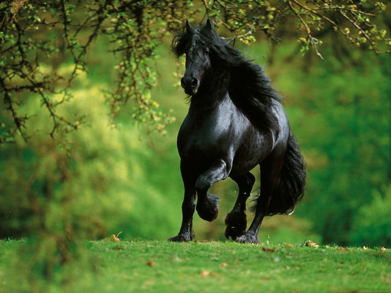 cheval mammifère animal herbe cavalerie faune manet mare nature sauvage à l extérieur portrait cheval