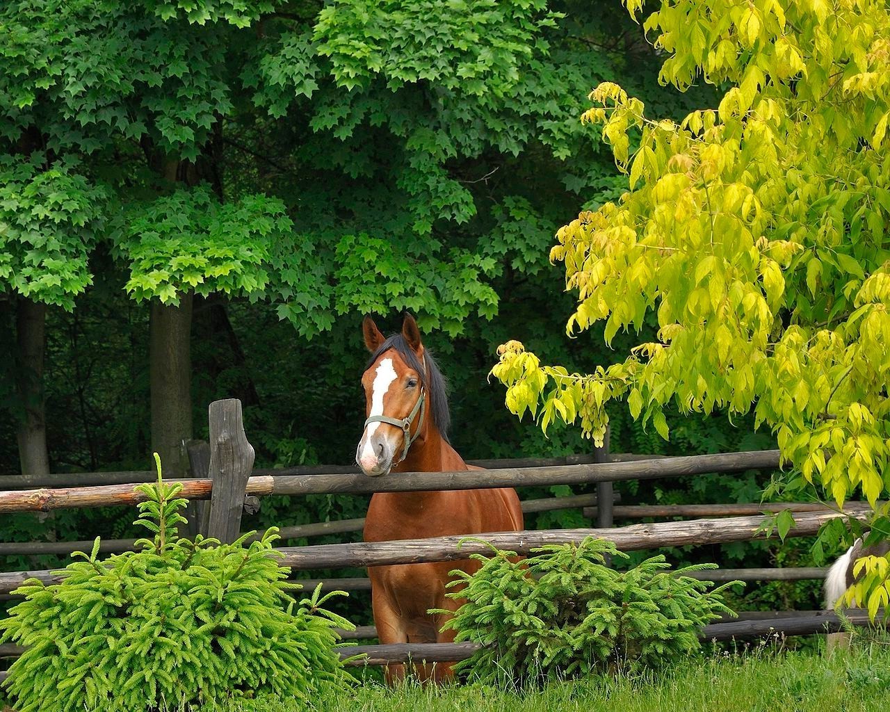 природа лошадь забор трава деревья скачать