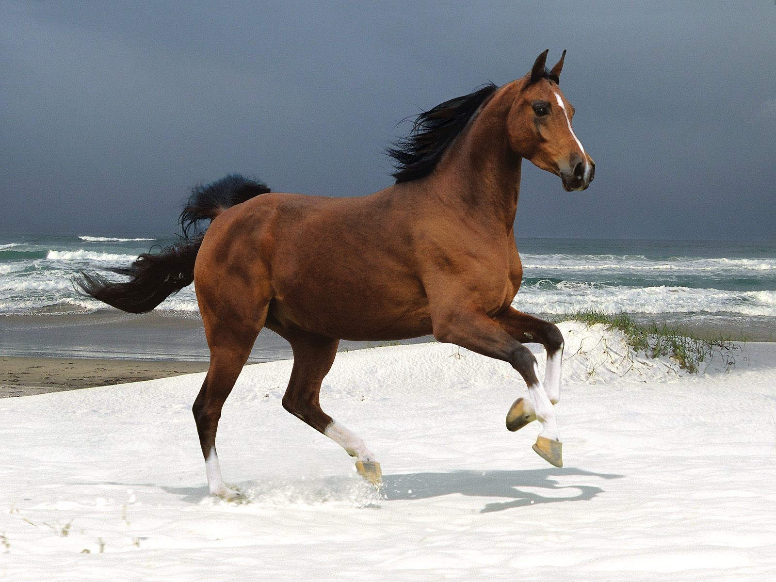 pferd pferd mare kavallerie säugetier reiter pferdezucht wasser schnell laufen hengst beeilen sie sich bewegung aktion tier zwei