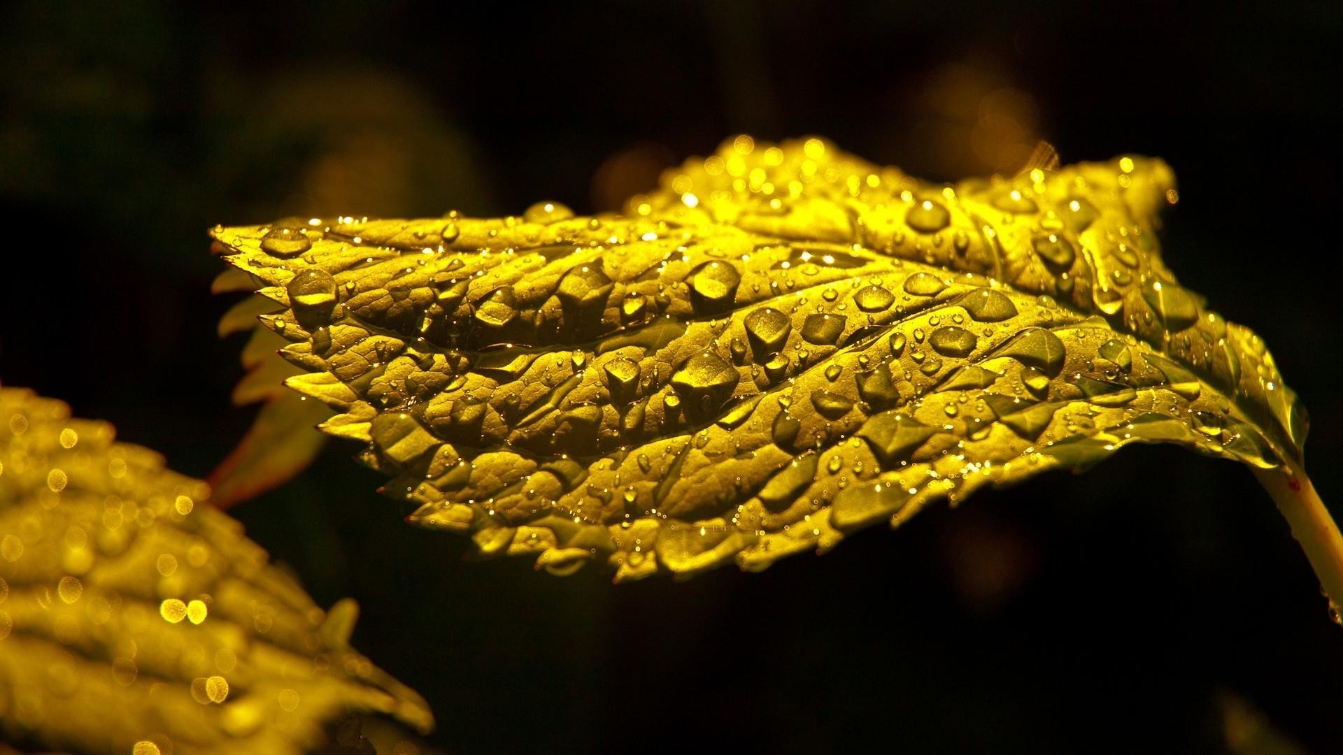 folioles nature flore feuille bureau or à l extérieur gros plan arbre fleur