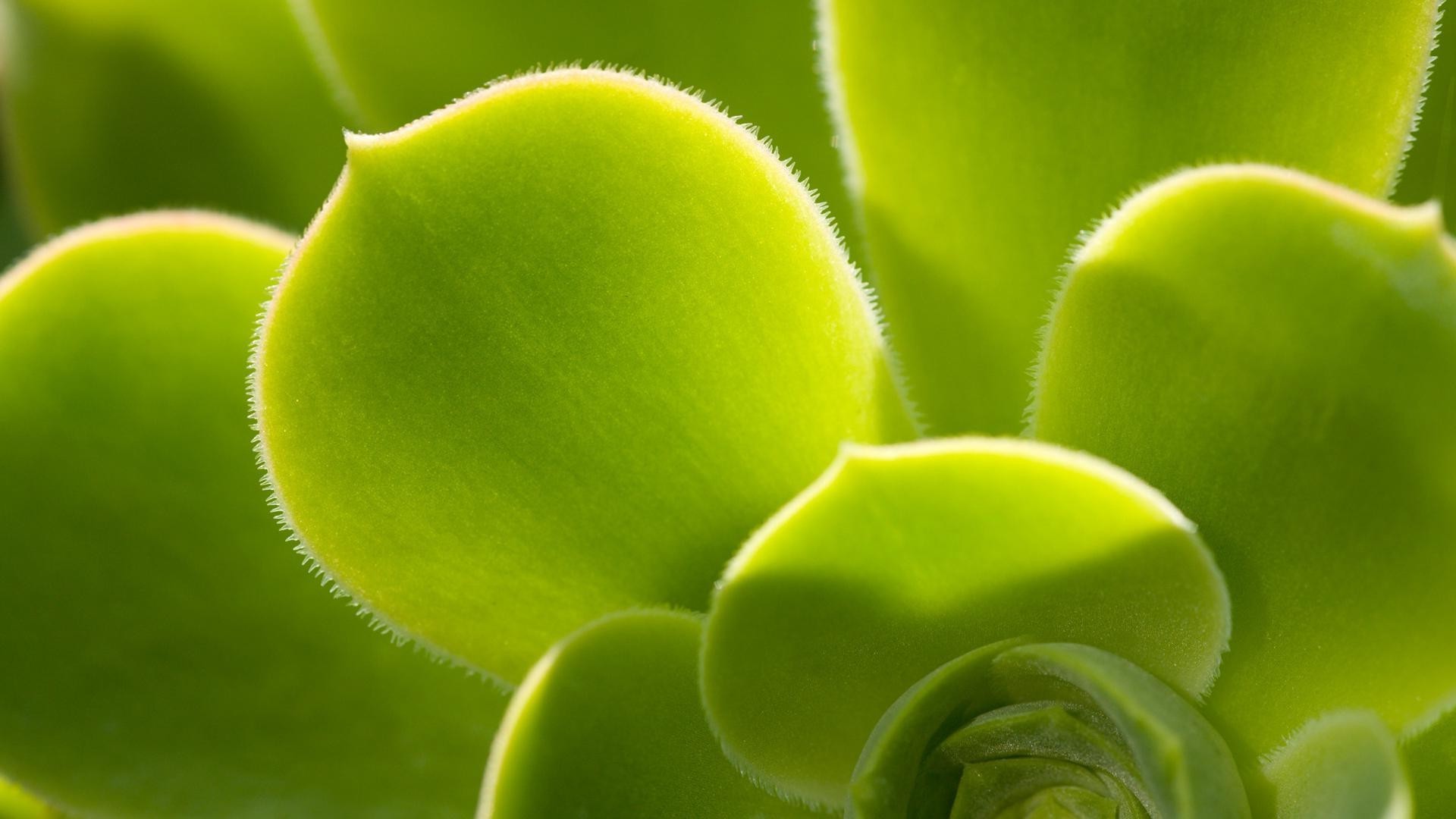 blätter flora natur blatt wachstum garten gesundheit desktop schließen farbe isoliert in der nähe