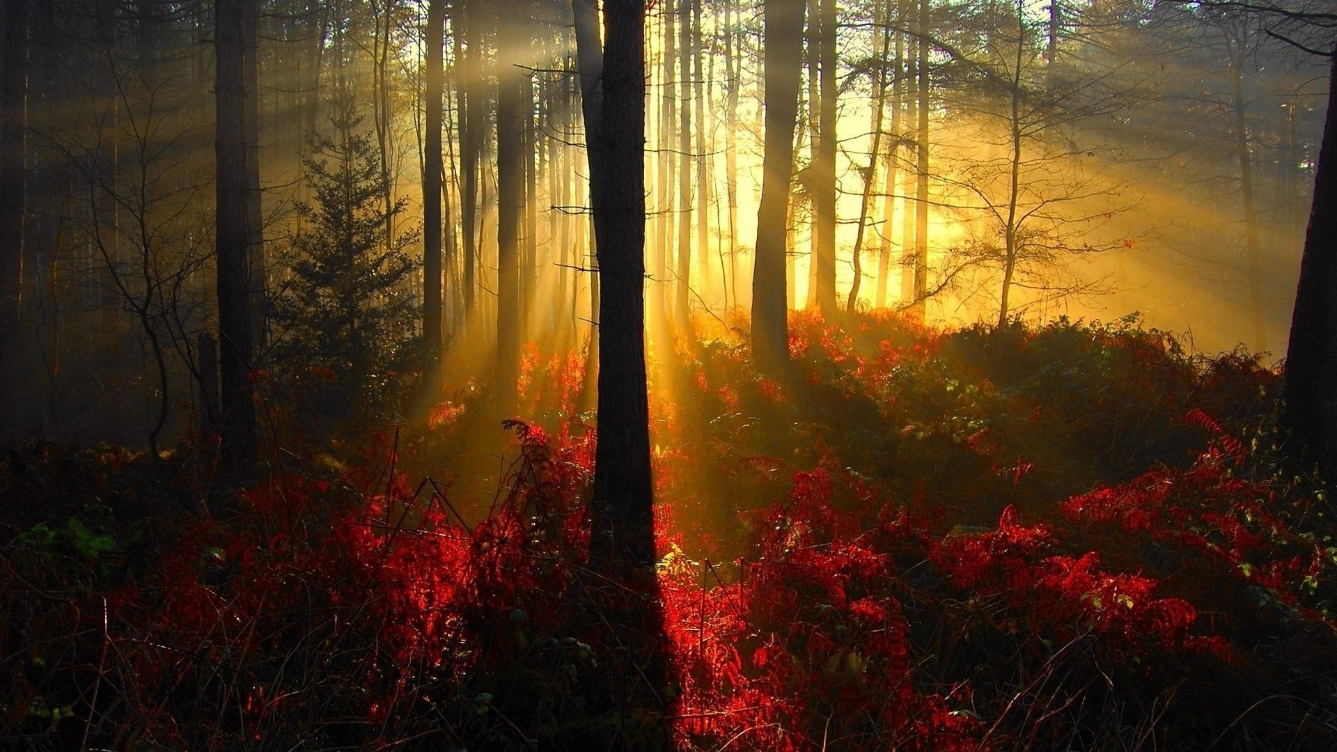 pôr do sol e amanhecer outono névoa árvore paisagem amanhecer madeira névoa folha retroiluminado luz natureza parque sol cênica