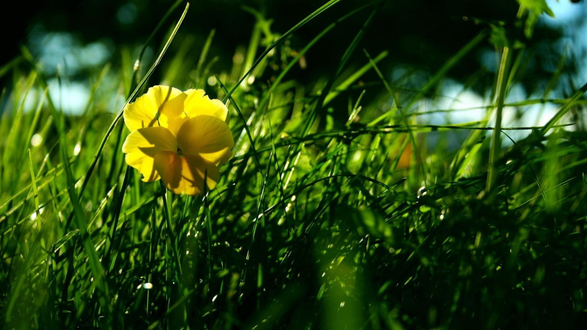 fleurs nature herbe fleur été jardin flore champ feuille foin croissance lumineux à l extérieur couleur beau temps saison soleil gros plan pelouse environnement