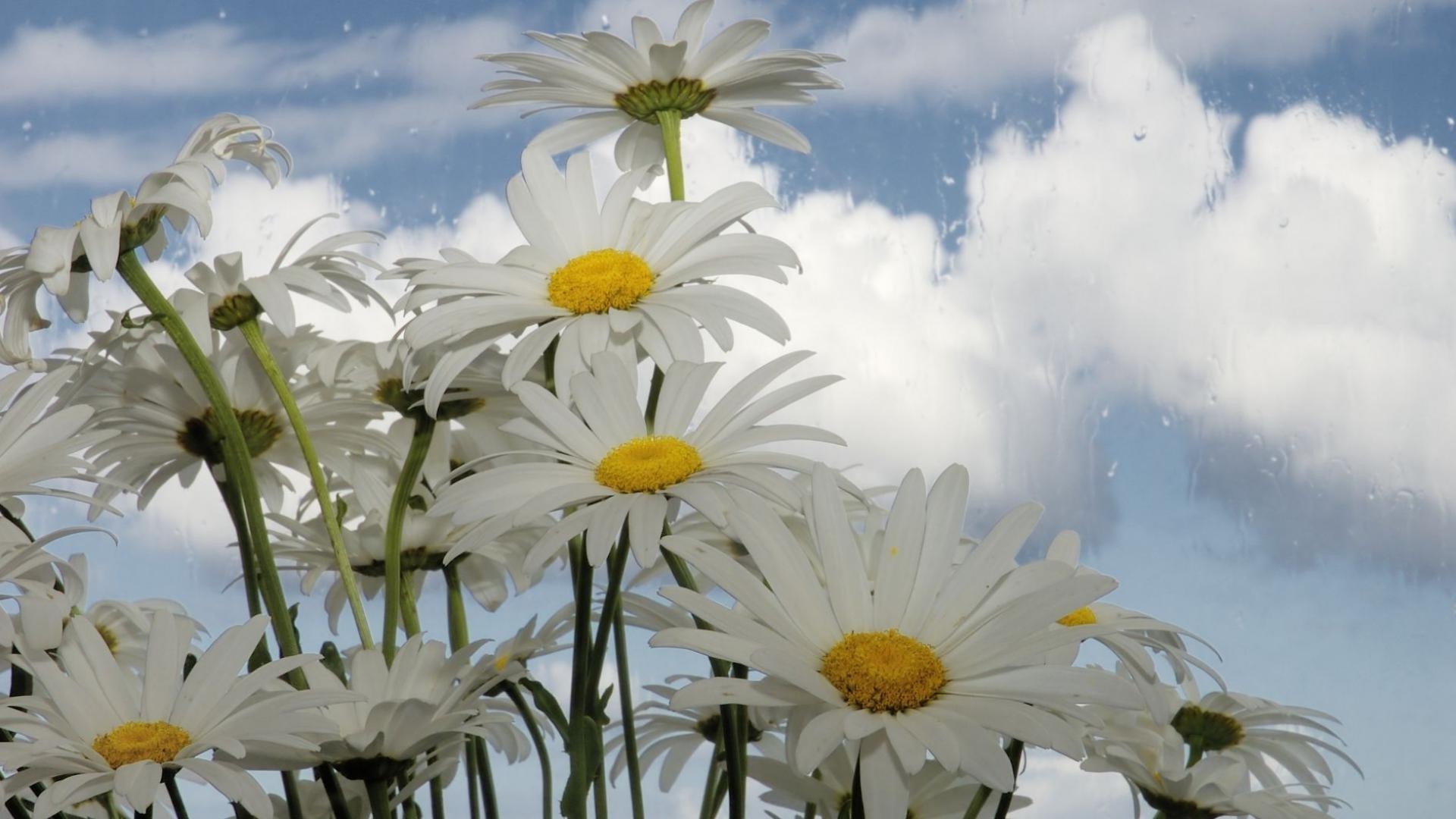 marguerites nature fleur été flore jardin floral saison lumineux couleur pétale belle bluming champ feuille beau temps soleil foin gros plan