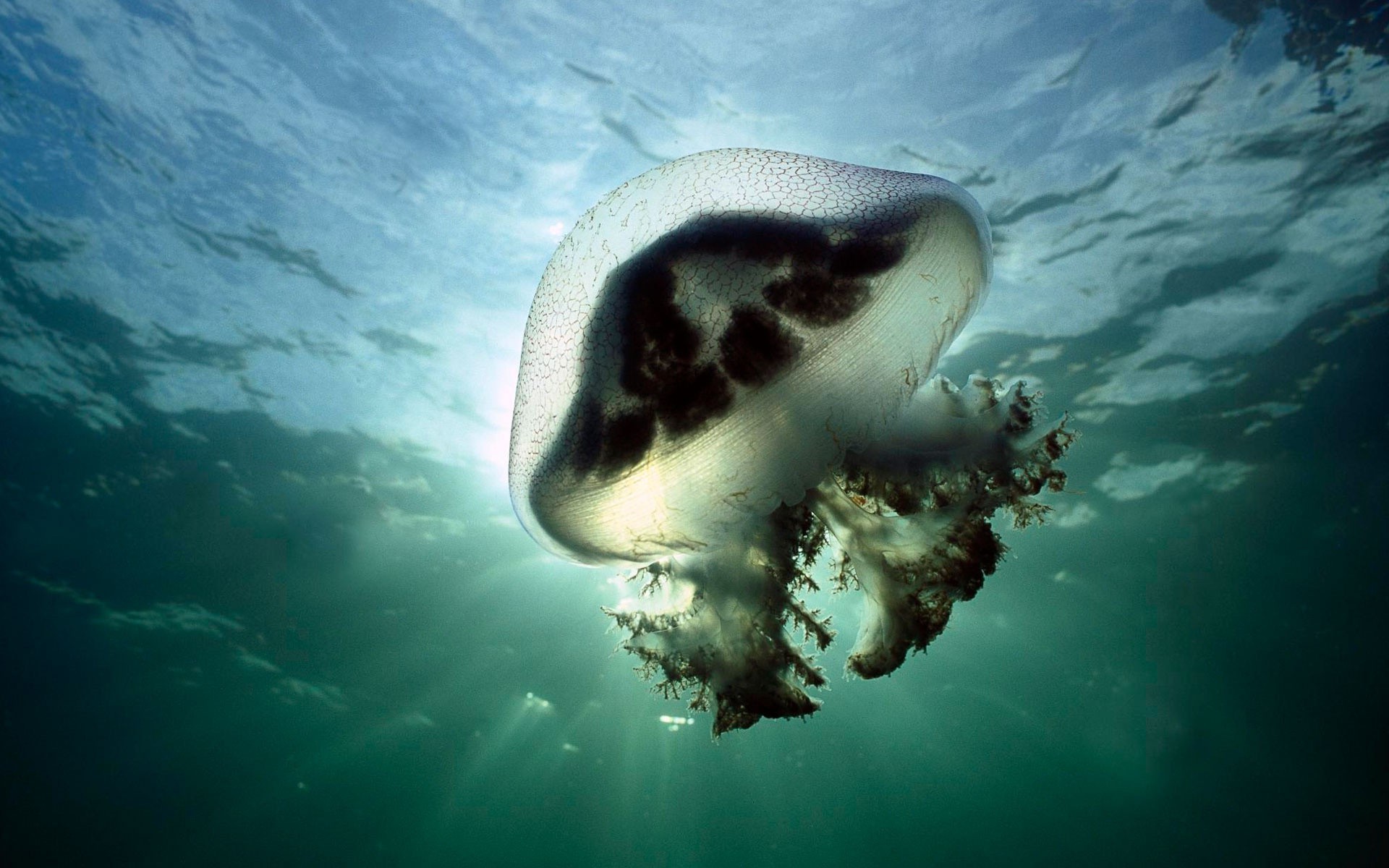 animales bajo el agua agua océano peces mar arrecife coral buceo invertebrados naturaleza natación