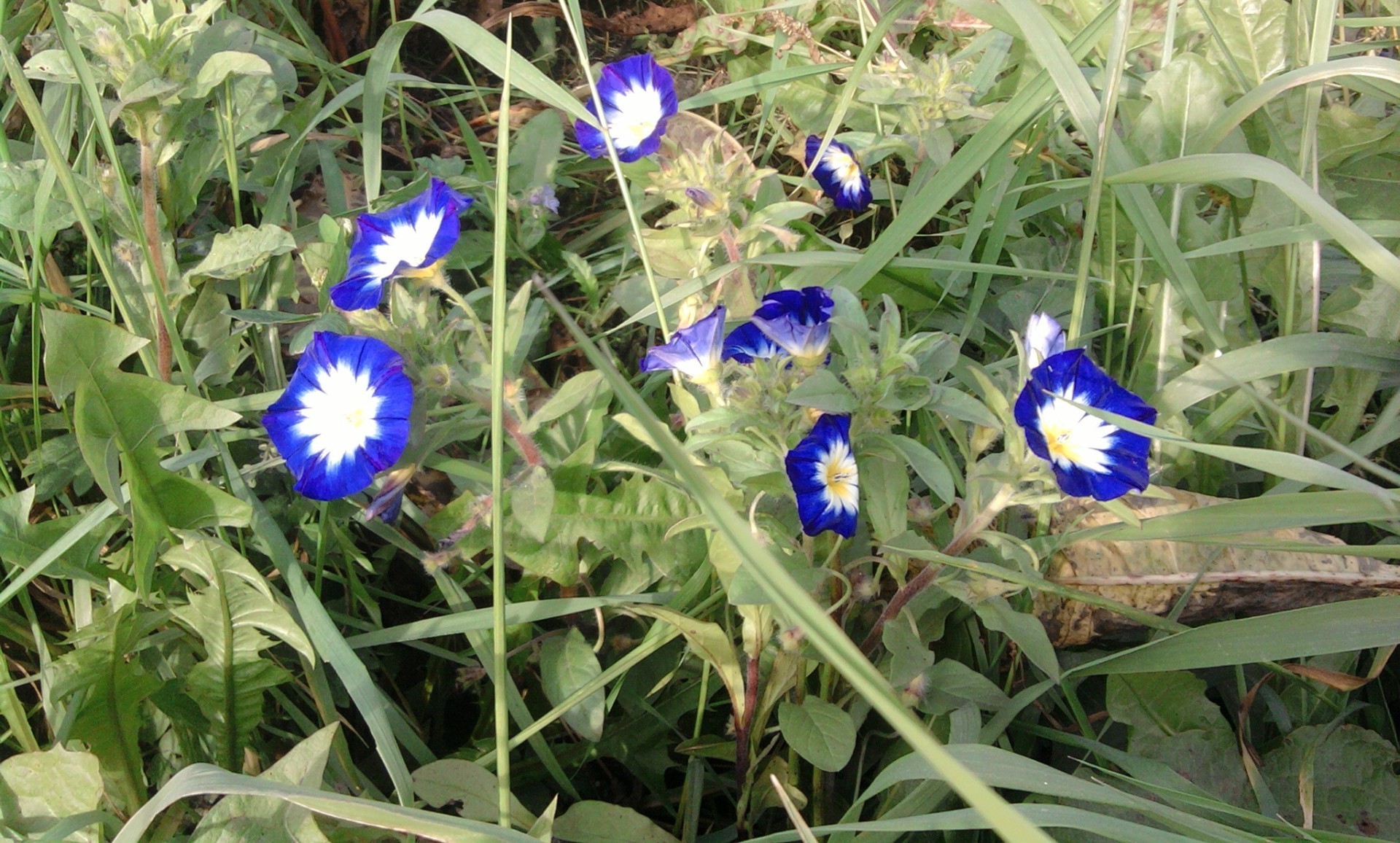 flowers flora nature flower summer grass field garden leaf hayfield floral blooming color outdoors season bright close-up fair weather lawn park