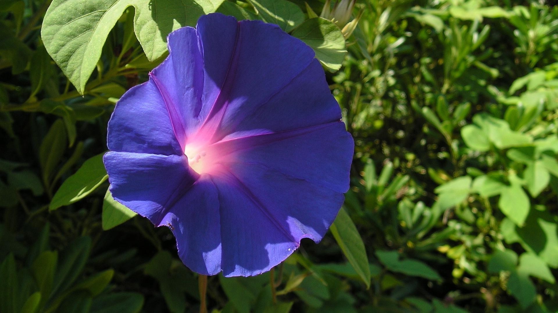 flowers nature flower flora leaf garden summer bright blooming floral color growth petal close-up beautiful