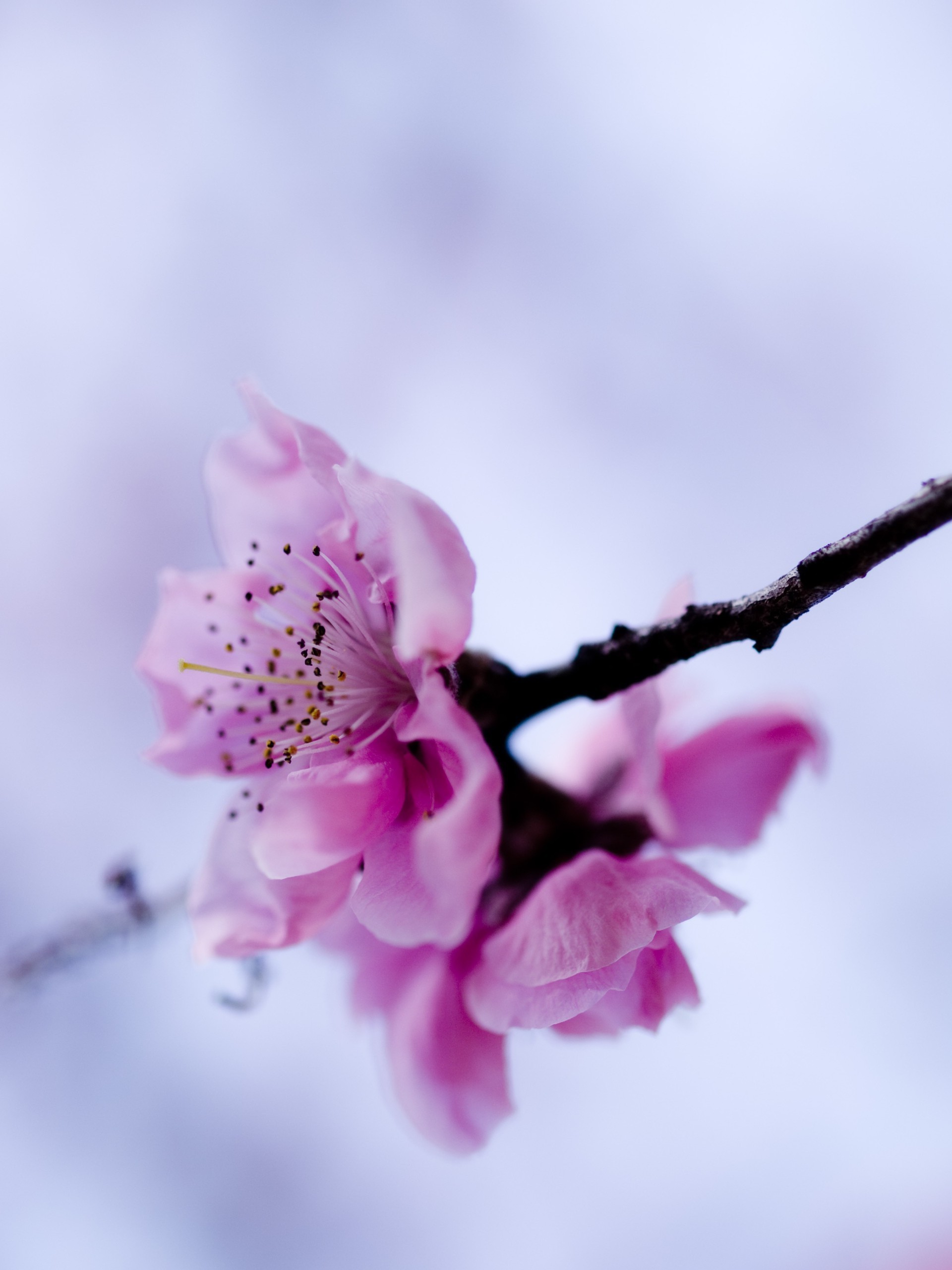 persönliches foto natur blume flora zweig blatt kirsche garten sommer dof hell wachstum blühen kumpel blumen blütenblatt zart farbe baum