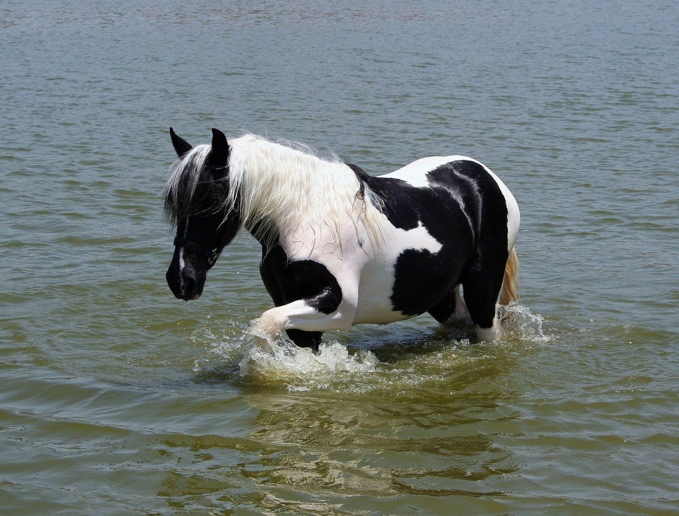 pferd wasser säugetier tier natur pferd im freien