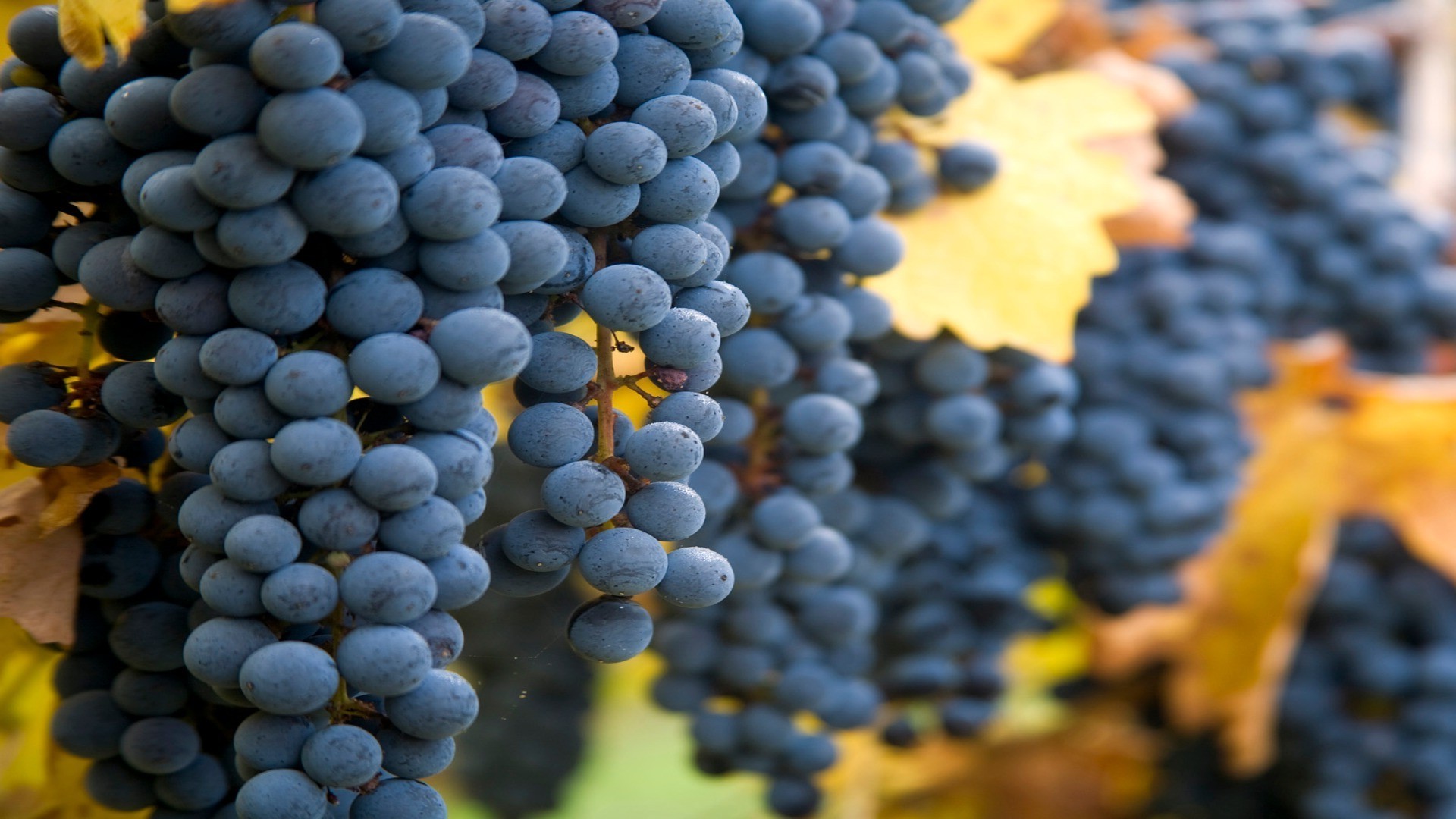Виноград гроздь без смс