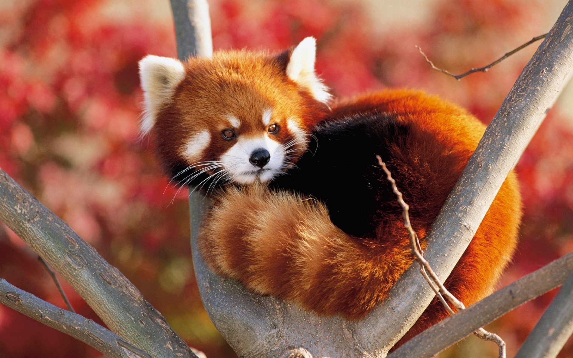 animaux nature mammifère la faune animal mignon petit à l extérieur