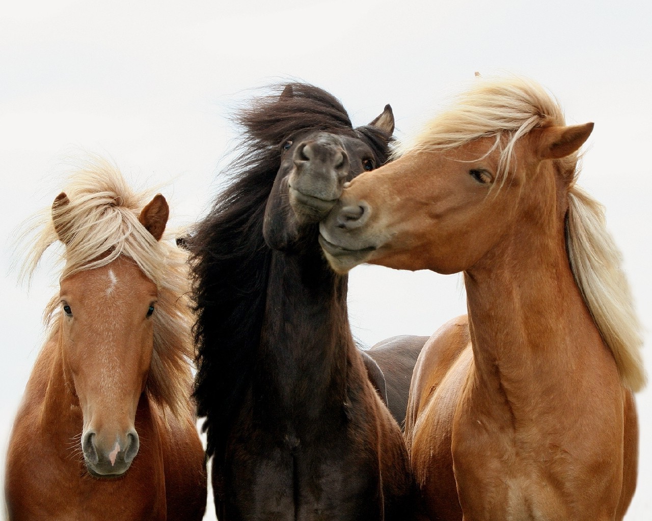 horses mane cavalry mammal horse equine mare equestrian stallion pony animal chestnut two thoroughbred sitting farm one portrait foal livestock