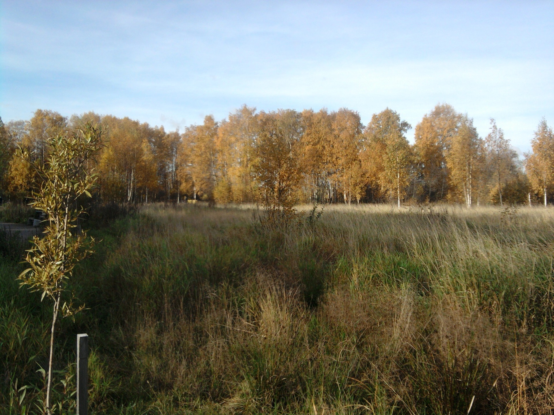 herbst landschaft baum herbst natur holz im freien dämmerung blatt landschaftlich himmel umwelt landschaft gras park see feld gutes wetter land tageslicht