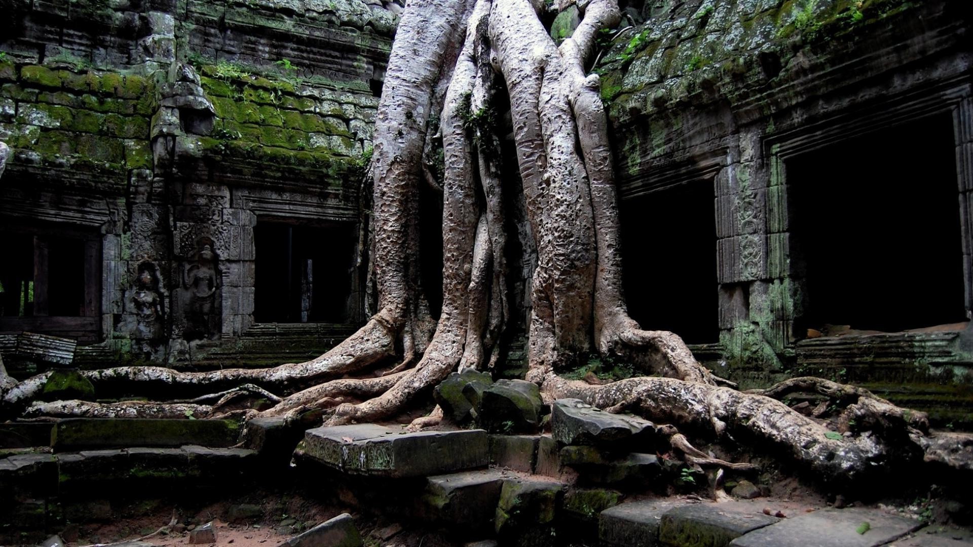 villes et architecture vieux bois bois antique racine voyage nature religion pierre jungle wat temple