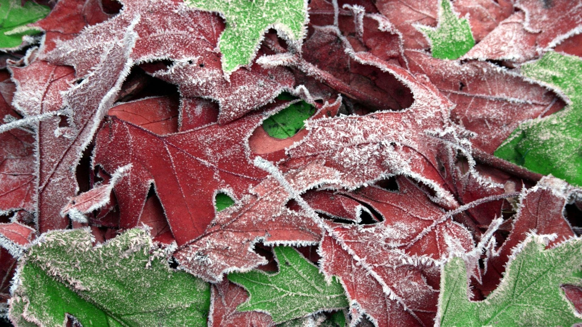 texture leaf nature pattern desktop flora tree fall close-up color frost season horizontal abstract winter decoration