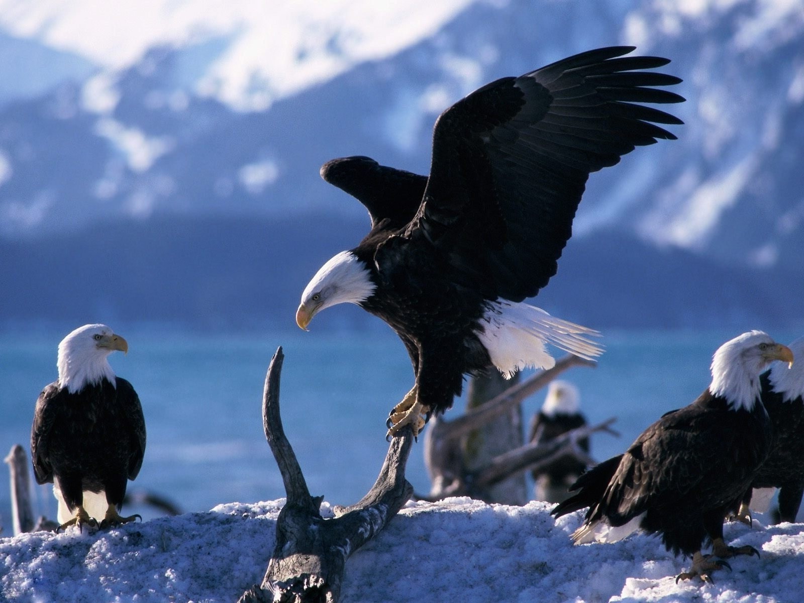 animales raptor águila pájaro águila calva vida silvestre calvo buitre animal presa al aire libre depredador naturaleza carroñero pico depredador salvaje cetrería pluma ala