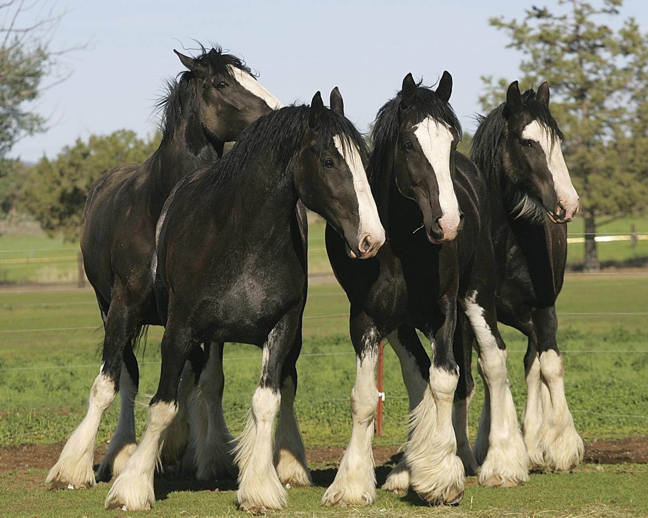 chevaux mare cheval pâturage cavalerie mammifère étalon herbe ferme animal élevage de chevaux manet foin champ châtaignier agriculture équestre rapide poney colt