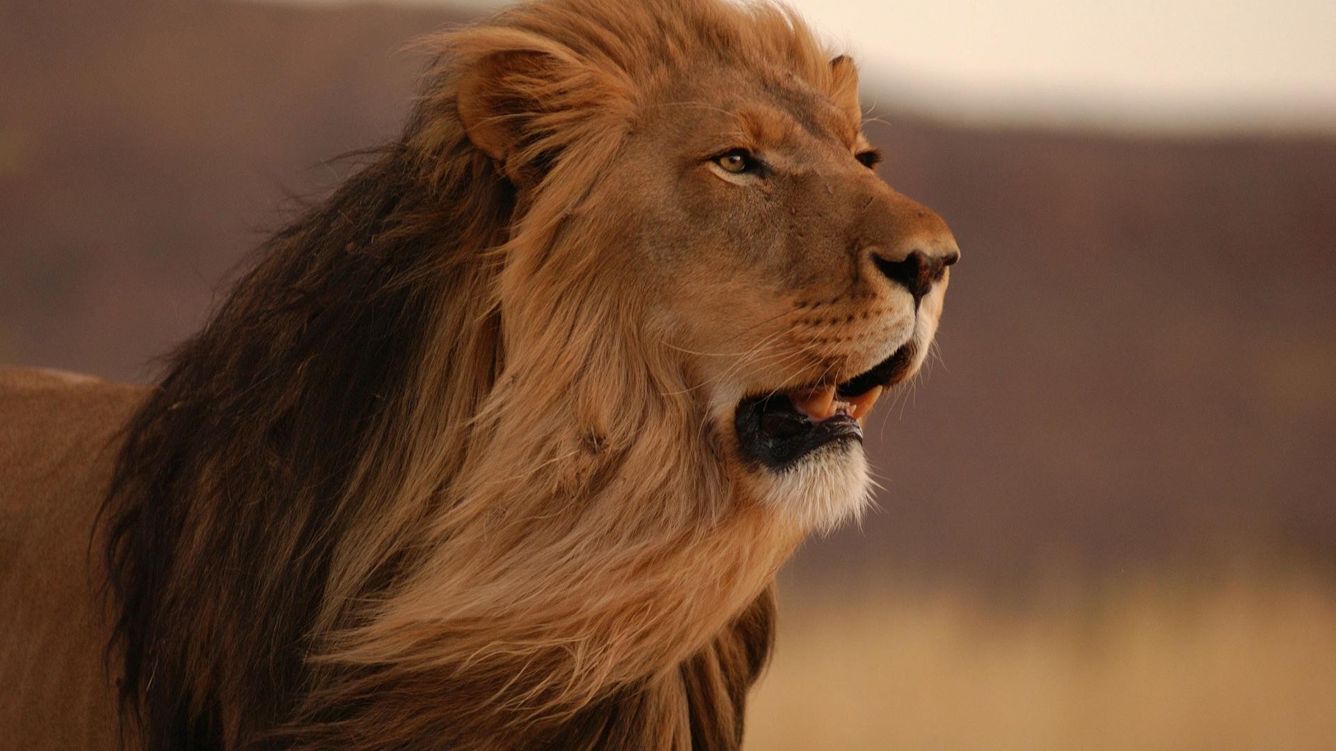 lions chat lion faune mammifère portrait animal oeil