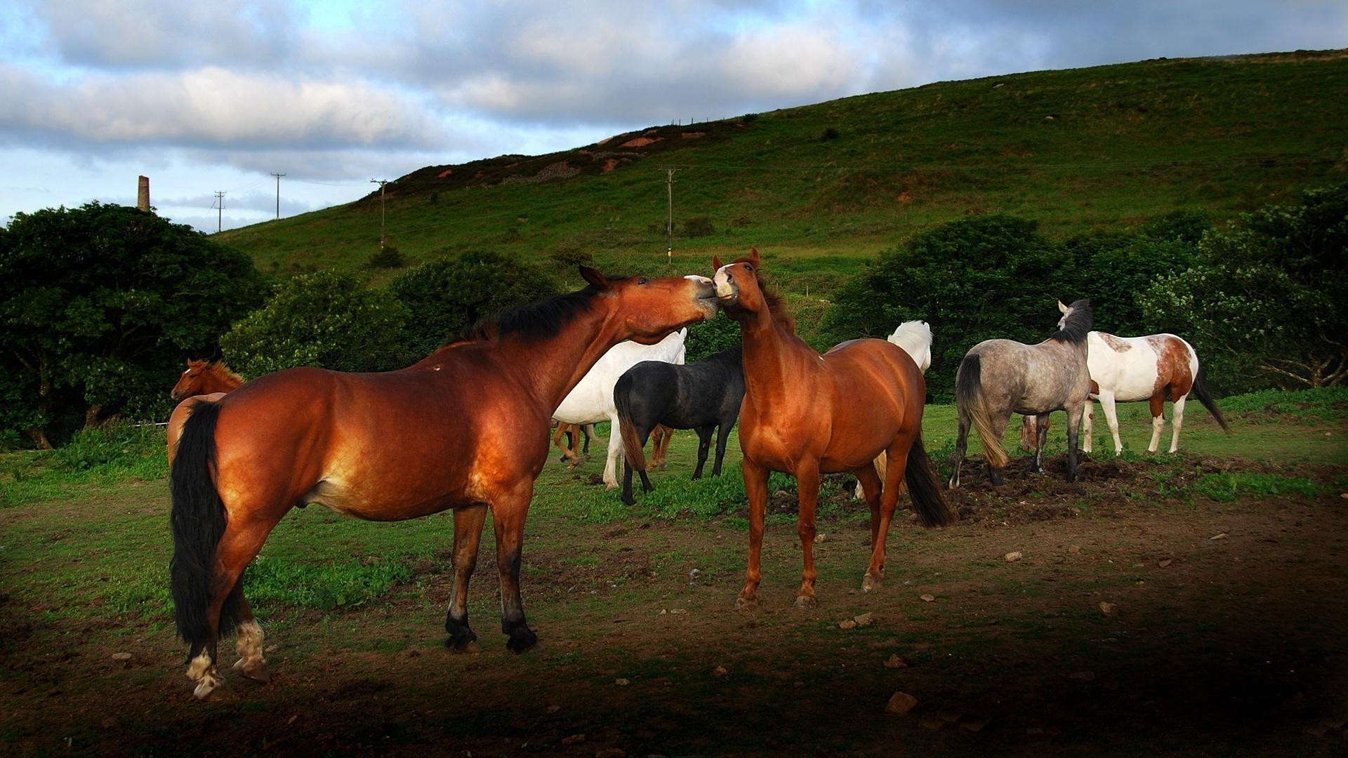 cavalos mamífero cavalo mare cavalaria pastagem fazenda gado agricultura garanhão criação de cavalos pastagem grama feno rebanho animal manet pônei equestre cavalo de corrida