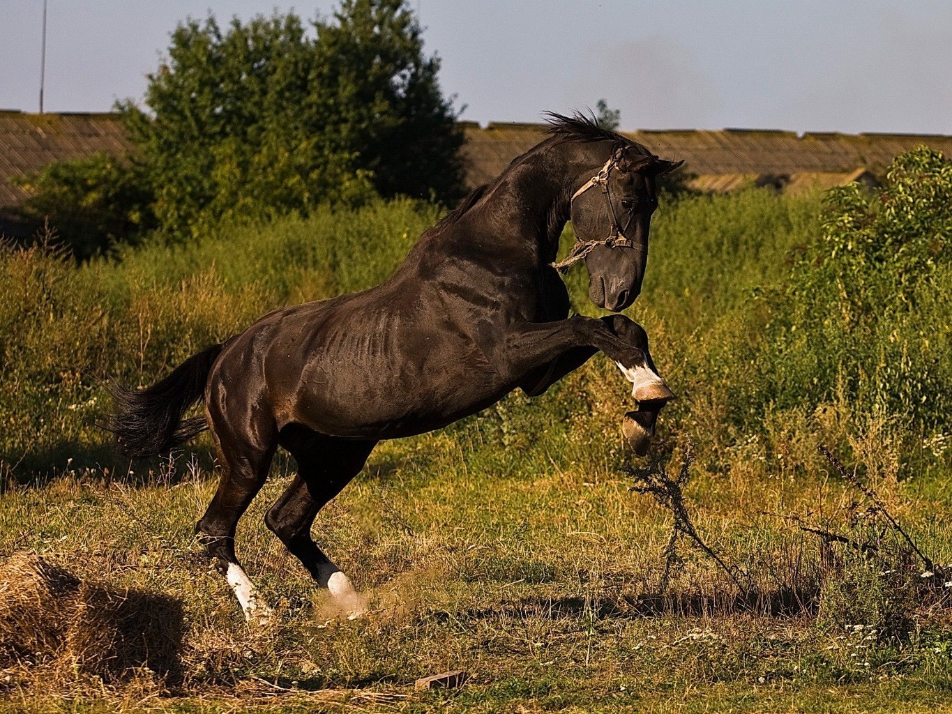 caballo mamífero animal hierba caballería pastizales caballo heno vida silvestre mare campo manet cría de caballos