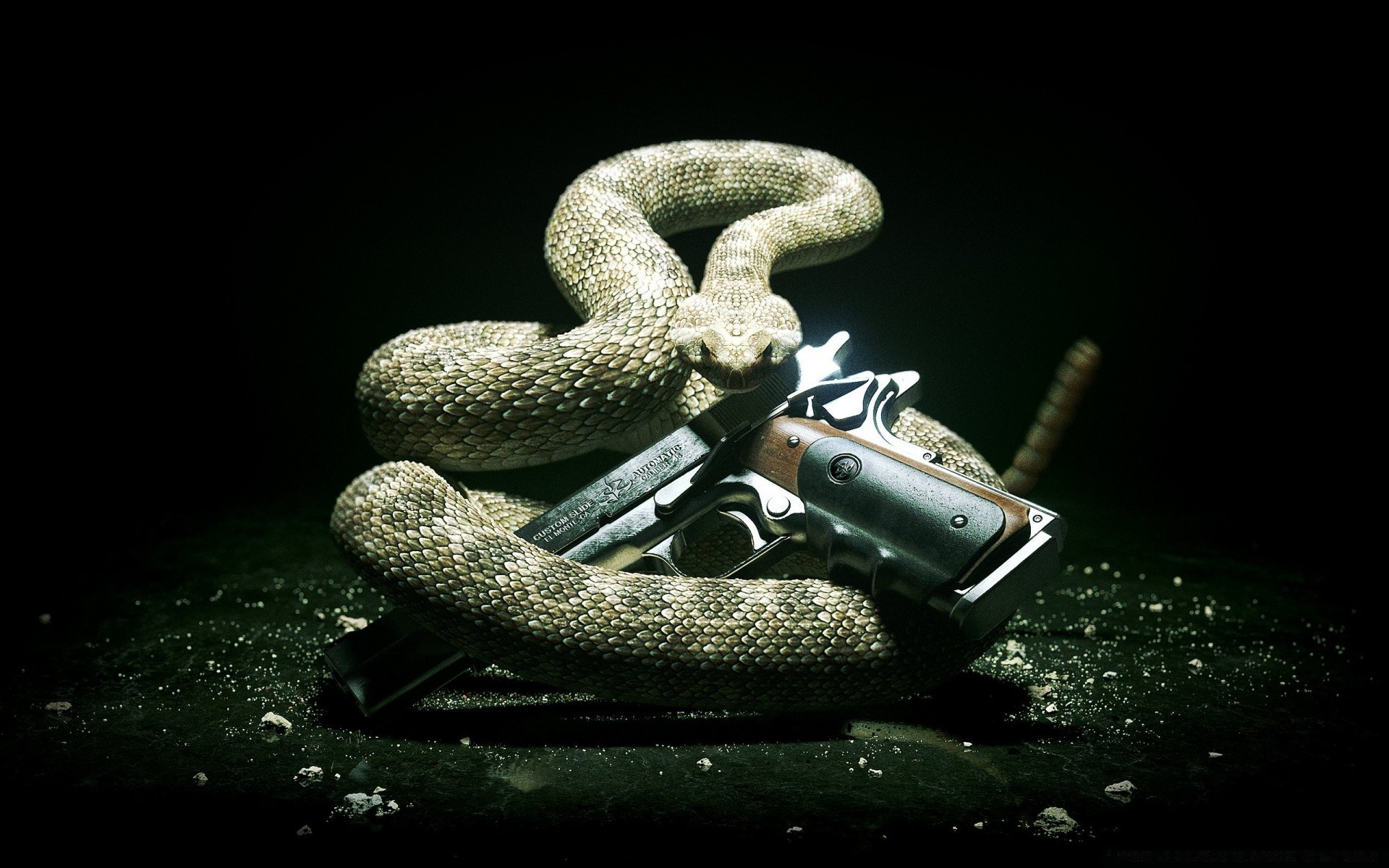 hitman danger desktop snake nature reptile