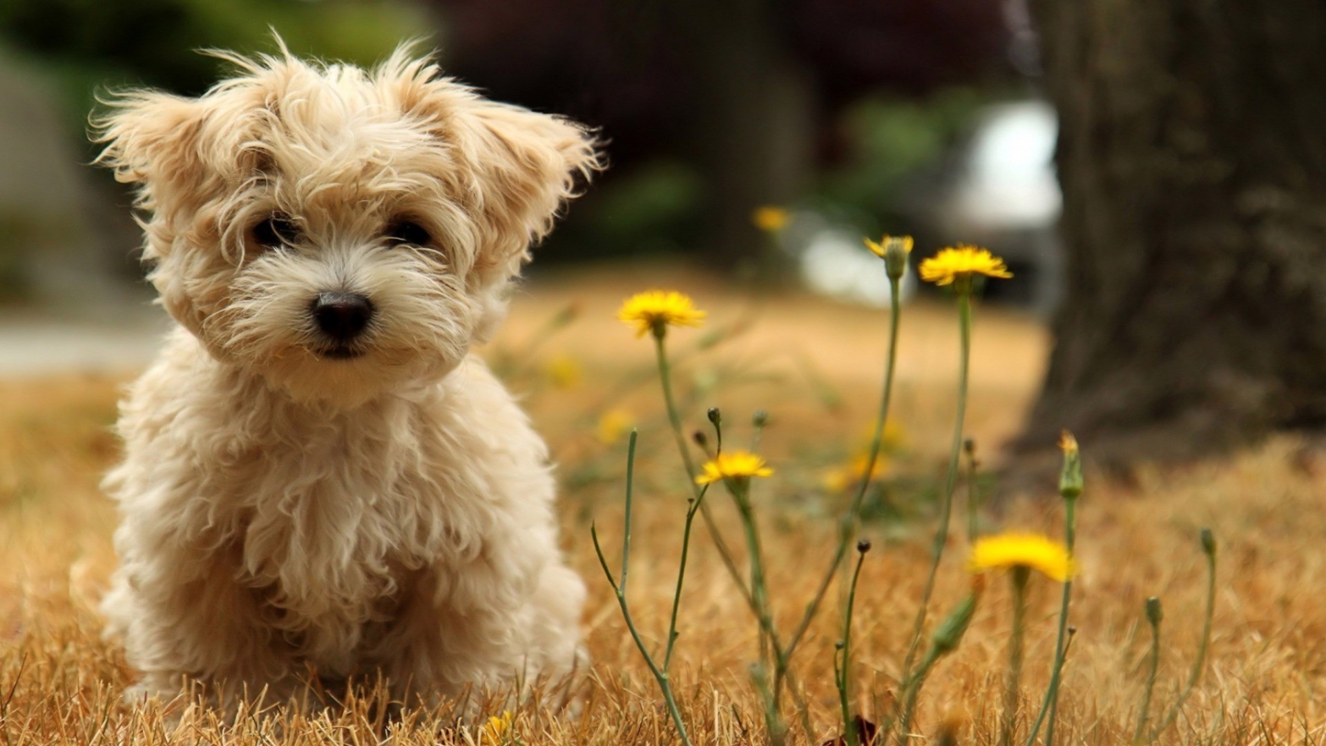 cani animale cane natura mammifero erba carino piccolo animale domestico ritratto all aperto campo