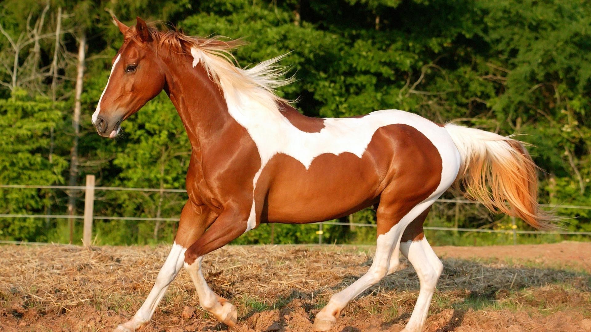 cavalos cavalo criação de cavalos garanhão rápido mare mane equestre mamífero grama cavalaria pônei pasto feno fazenda skoko campo puro-sangue corredor ação castanha